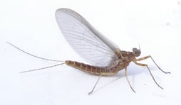 mayfly