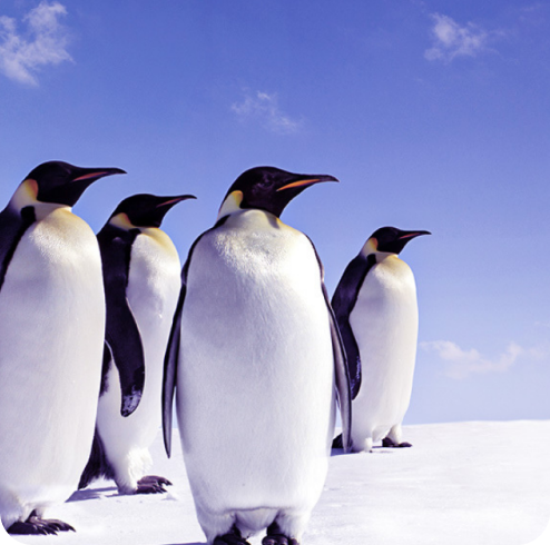 Mastering Linux Cyber Security at Scale: A How To Guide