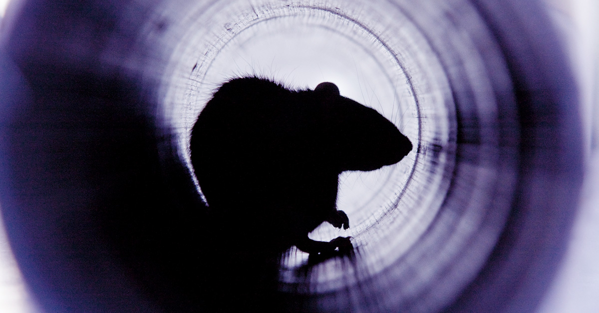 Mitigating Infection Risk of Unwanted Guests: Remote Access Trojan